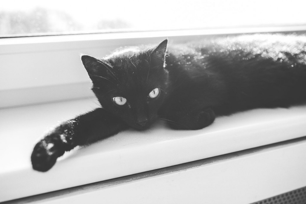 black cat sitting on a window frame indoors instead of outdoor