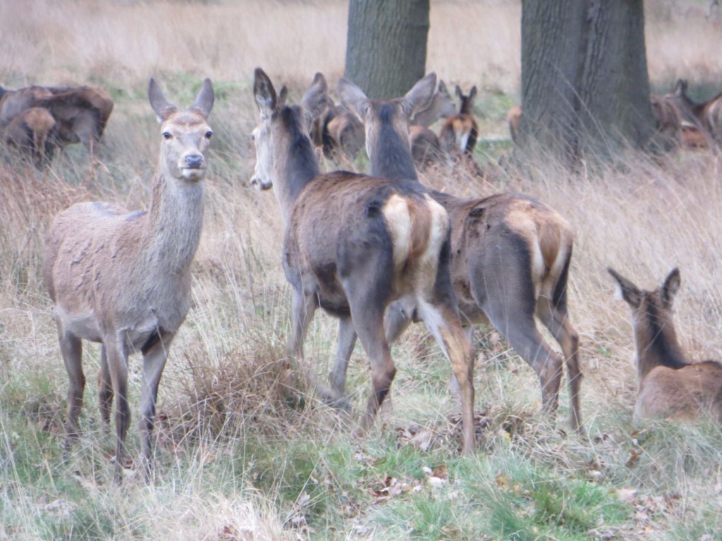 red deer hind group