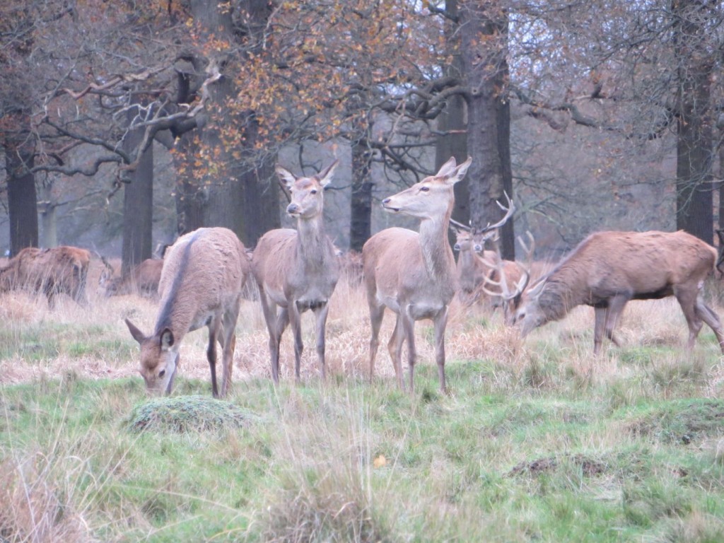 three red deer hinds and one stag