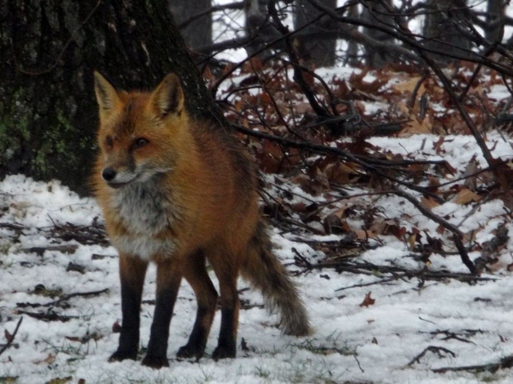 Red fox with fluffy hair and standing on snow