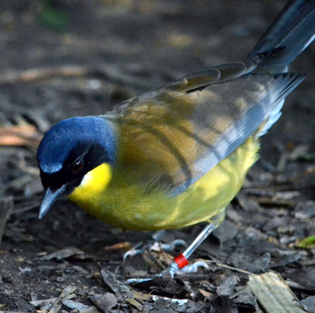 A tagged Blue crowned laughingthrush species