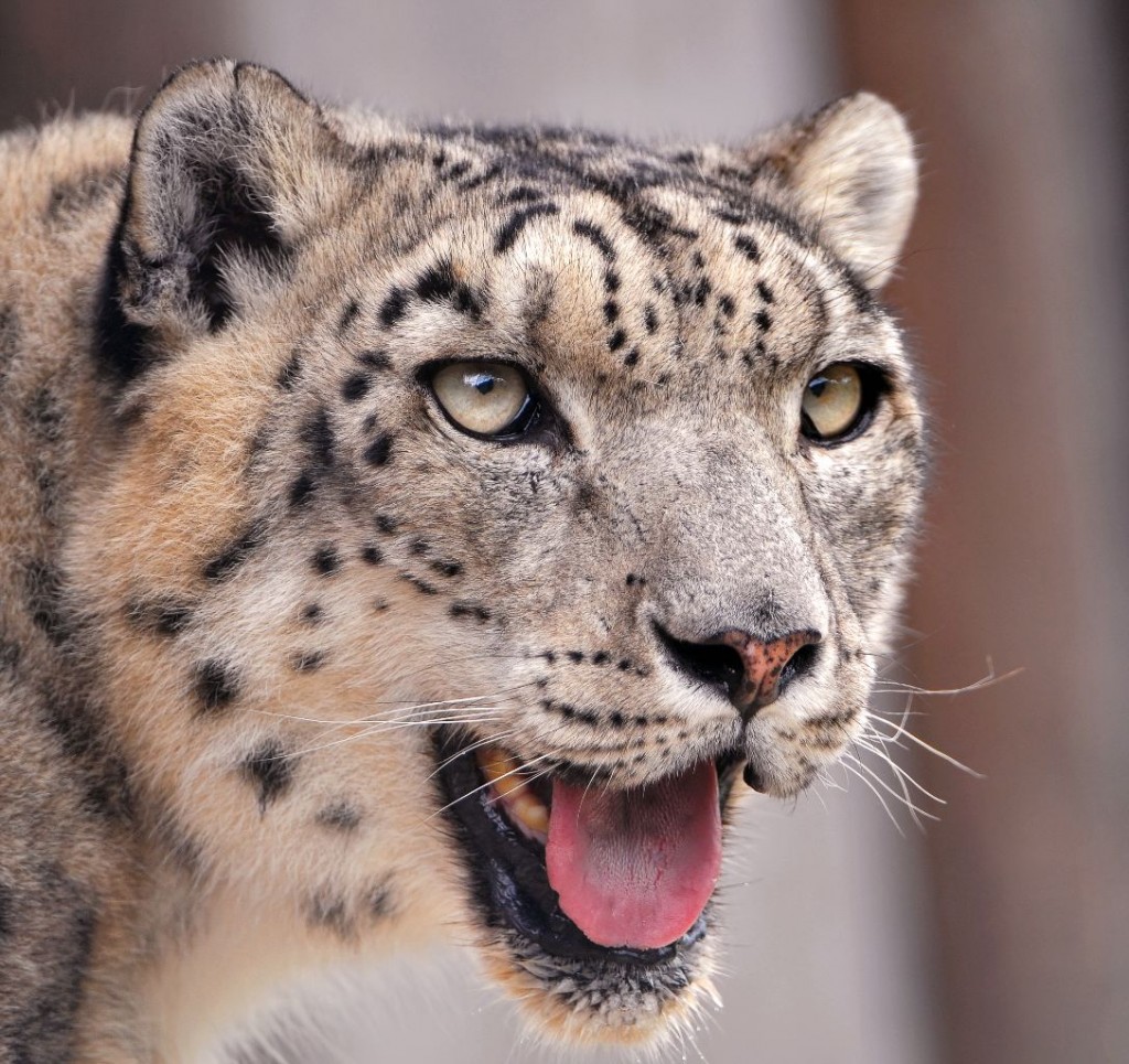 The endangered Snow leopard smiling