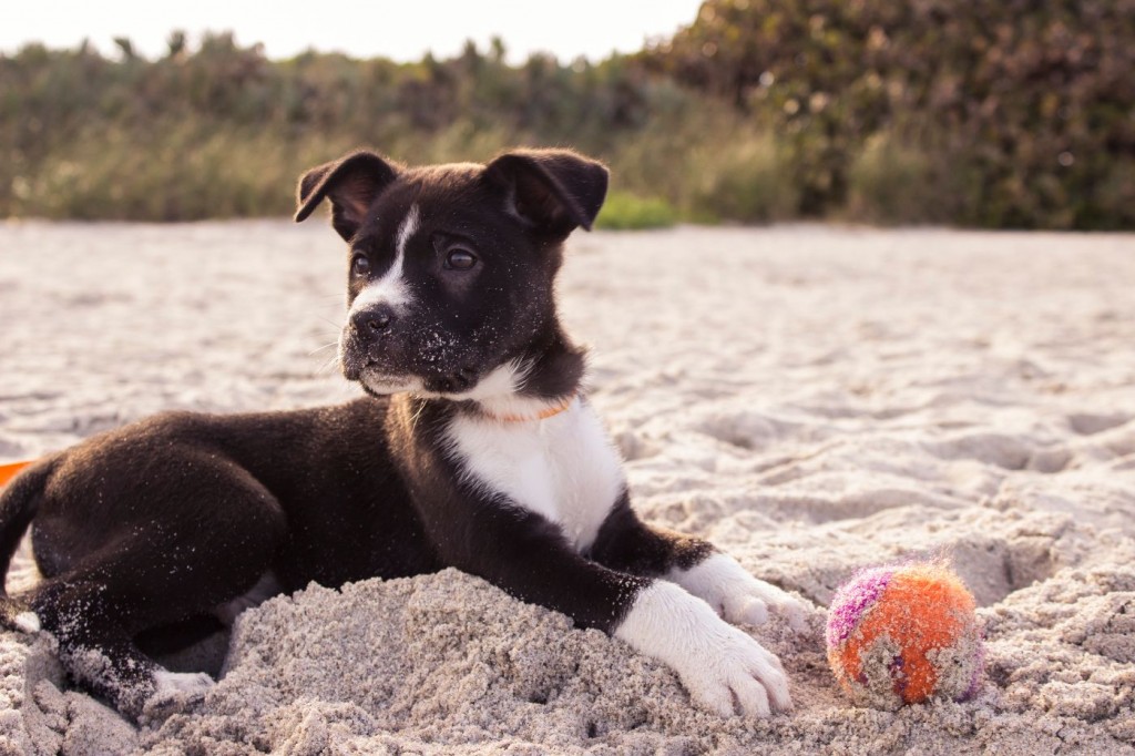 puppy sitting on the sand at the beach