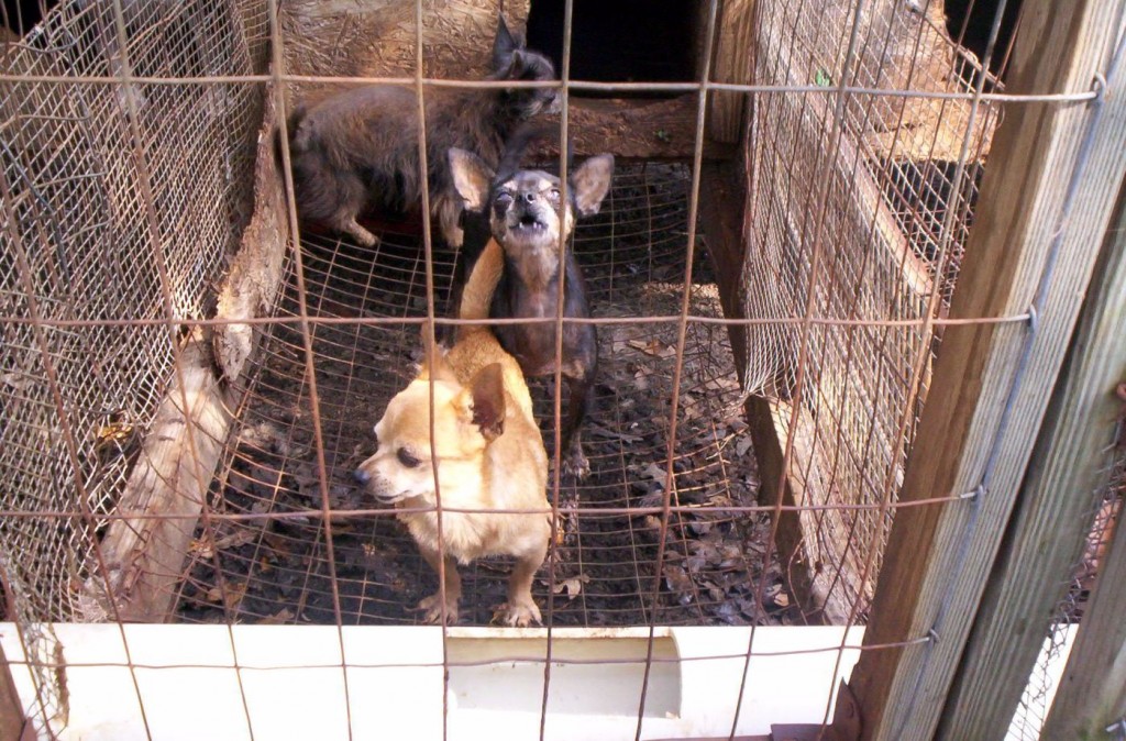 Multiple puppies living inside horrible cage at puppy farm