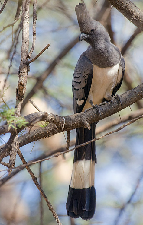 Goaway bird sitting on a tree branch species