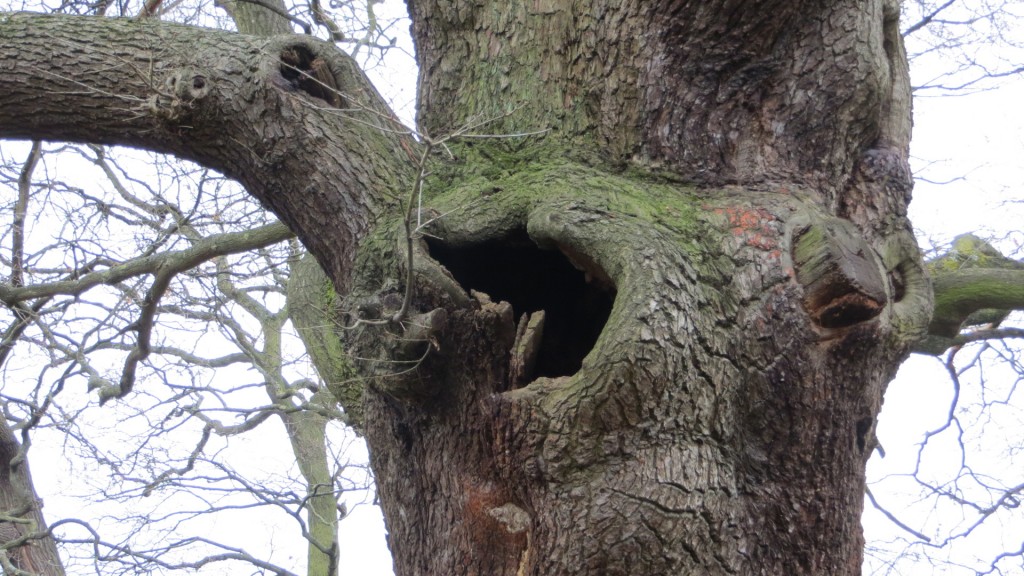 Tree cavity