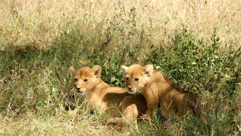 Two lion cubs sitting on the grass