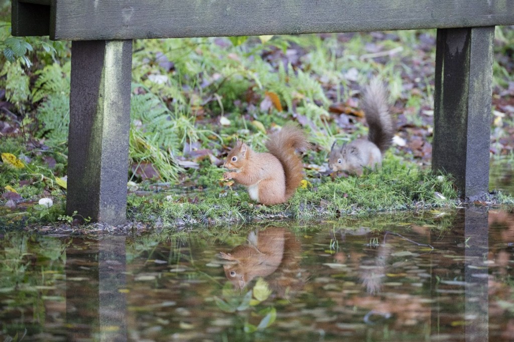 competition between the grey squirrel and red squirrel