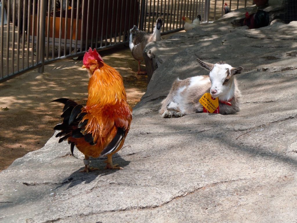 Goat and rooster at rescue centre