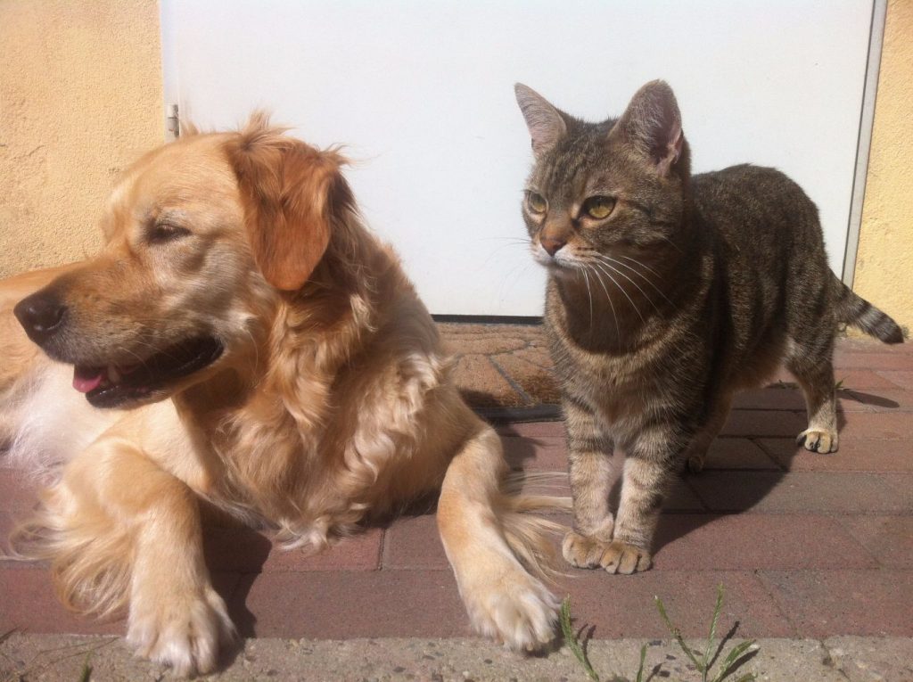 adopting a cat and dog