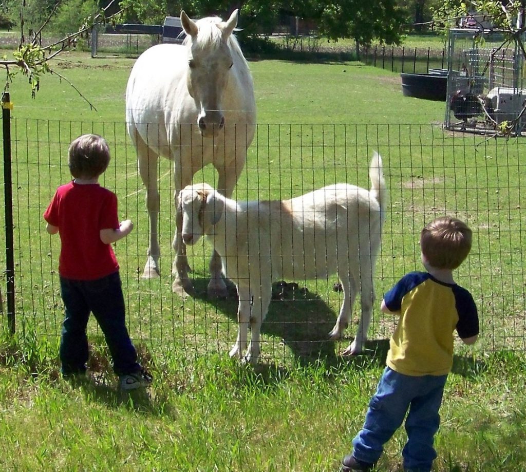 children feeding horse and goat