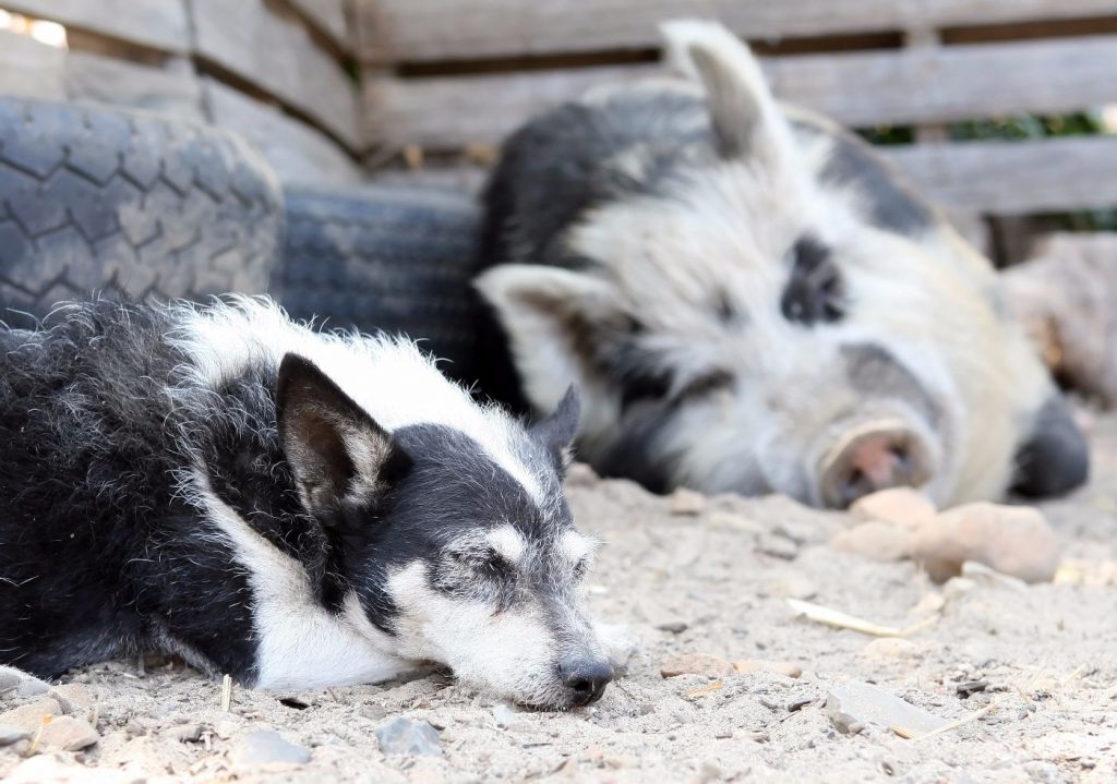 pig and dog napping at animal rescue centre