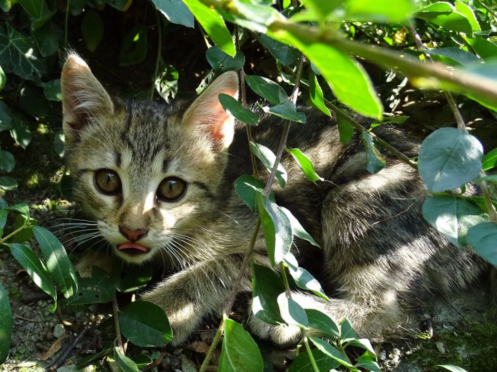 kitten hiding in a bush needs adopting