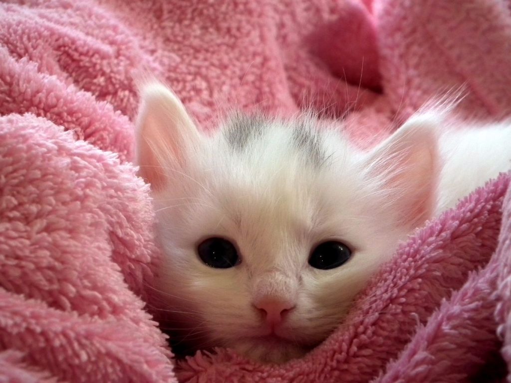 white kitten with pink towel