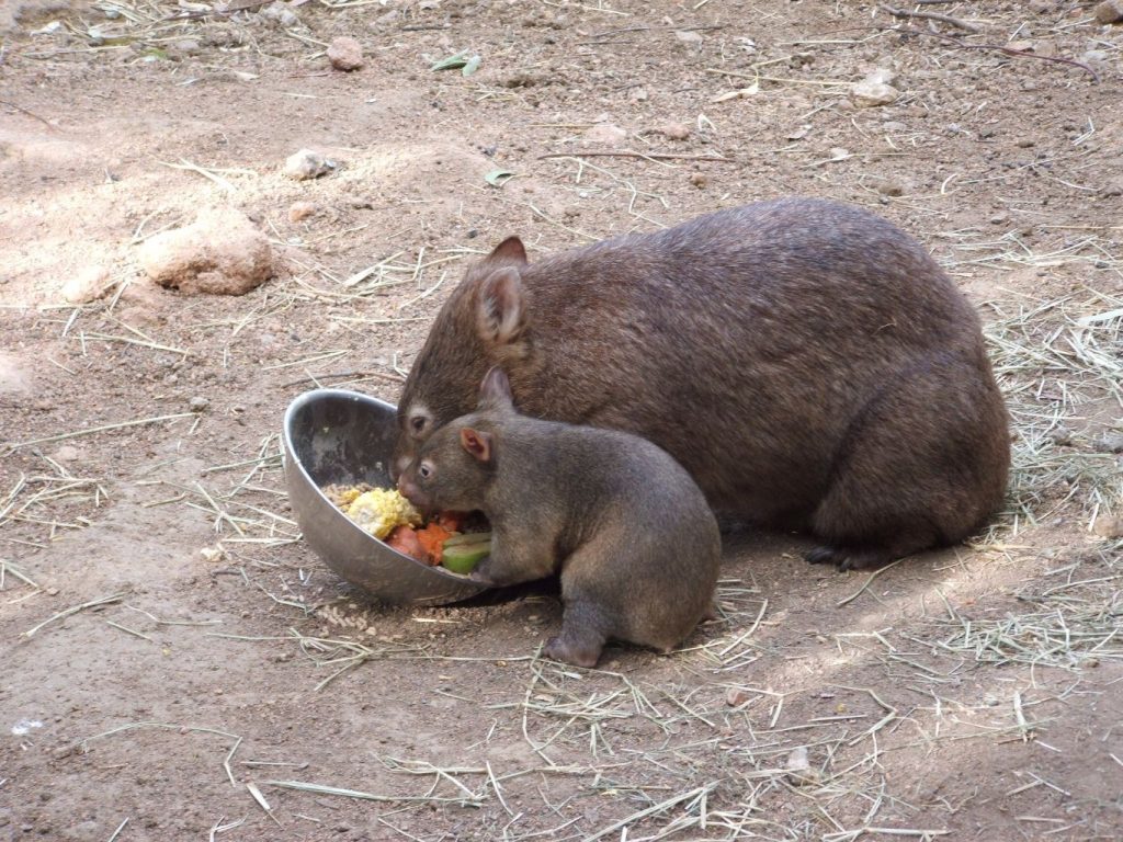 Southern hairy-nosed wombat mother and baby eating