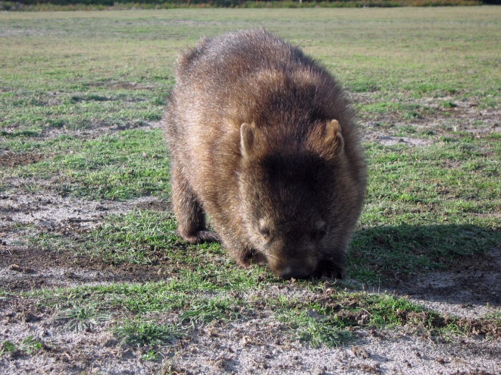 The bare-nosed wombat eating