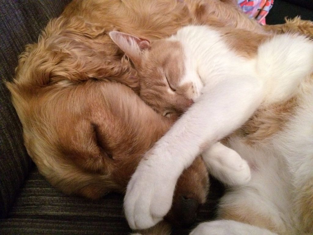 cat and dog napping