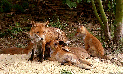 A family of red foxes