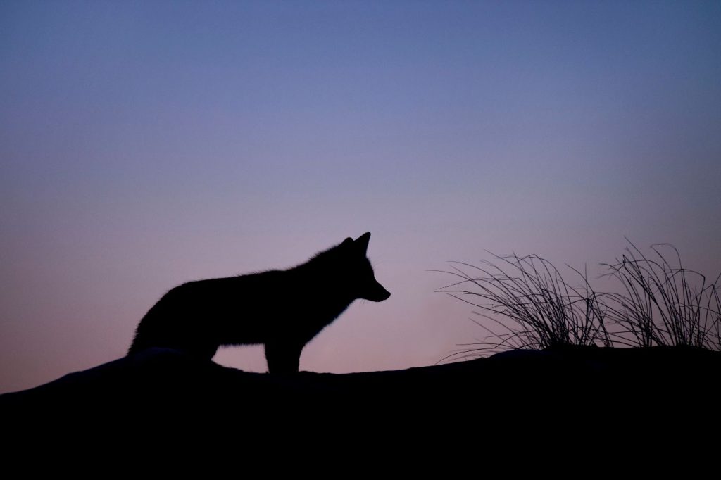 Red fox at dusk