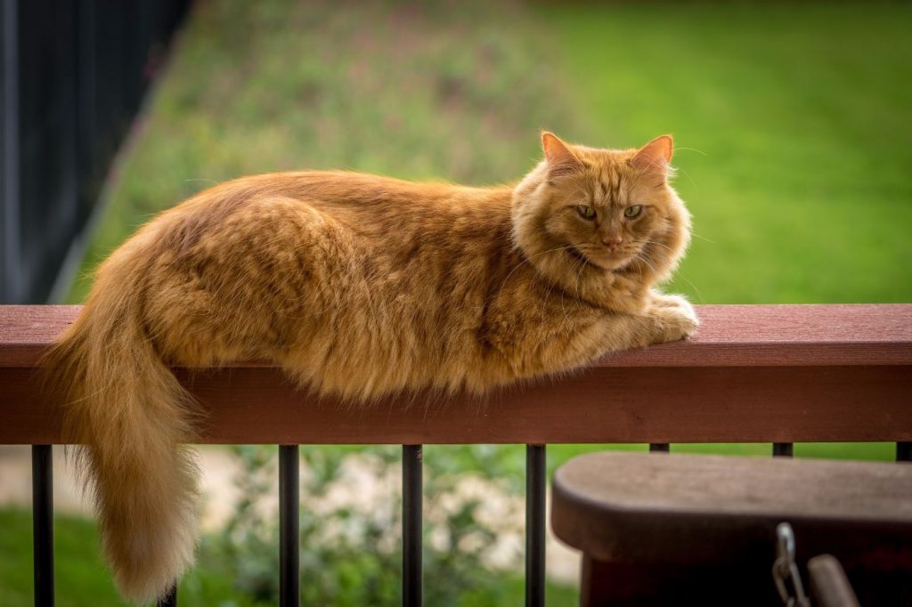 Orange cat outdoors
