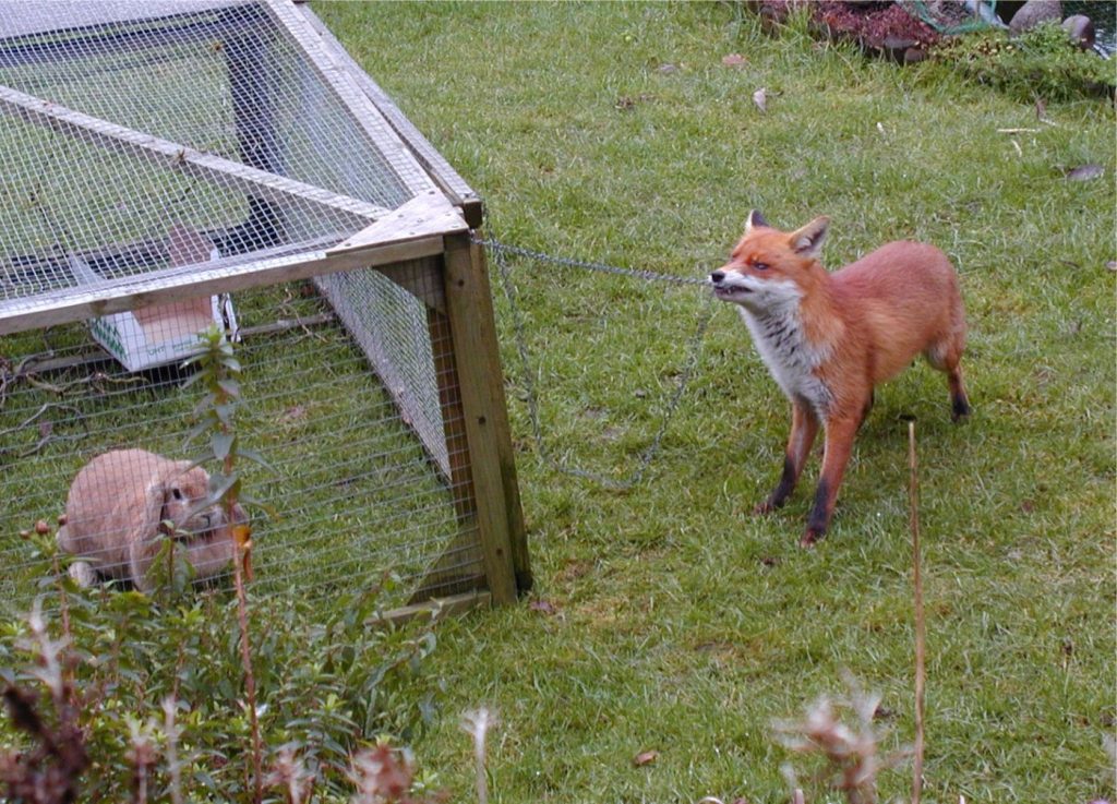 Red fox with a rabbit