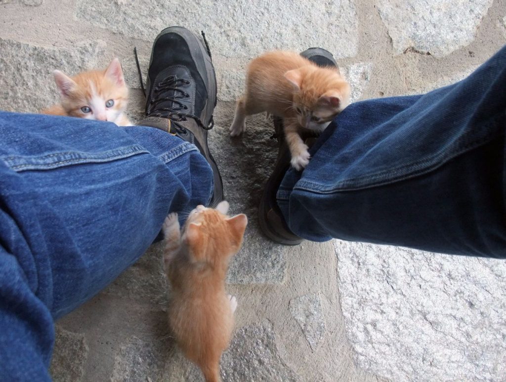 Three kittens playing 