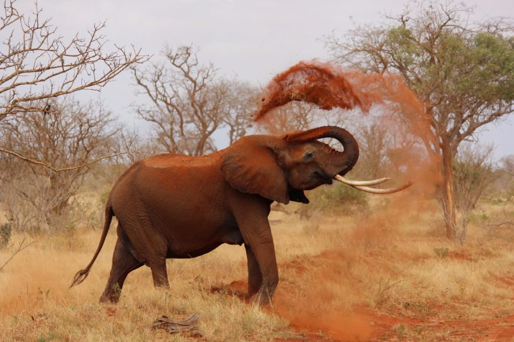 African bush elephant using dirt