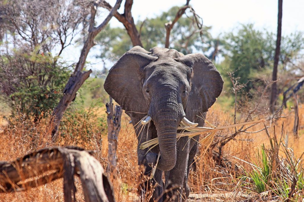 African bush elephant eating