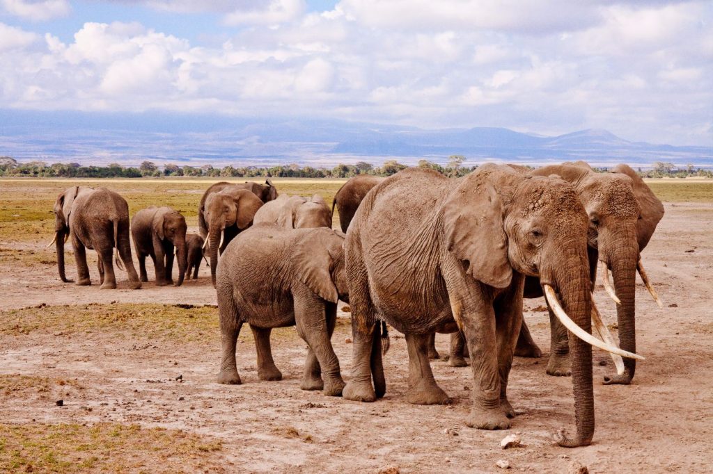African bush elephant herd