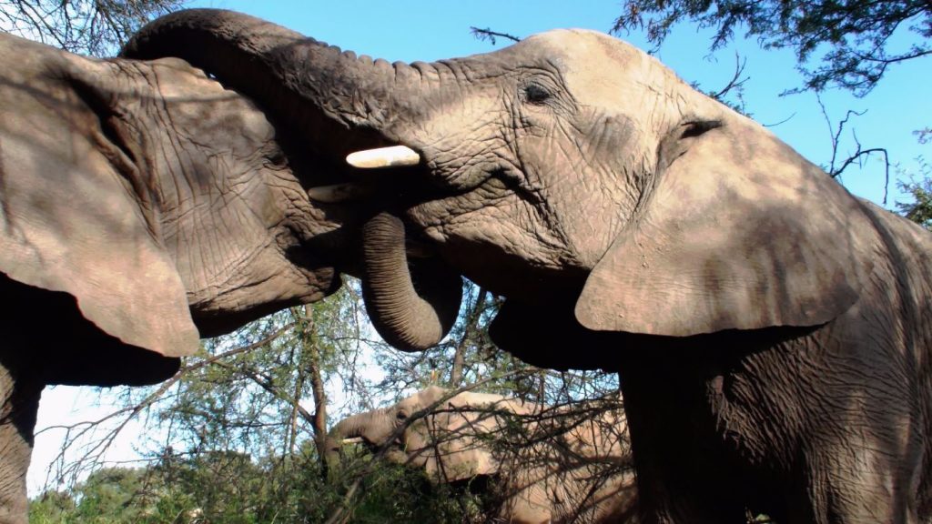 African bush elephant after mating