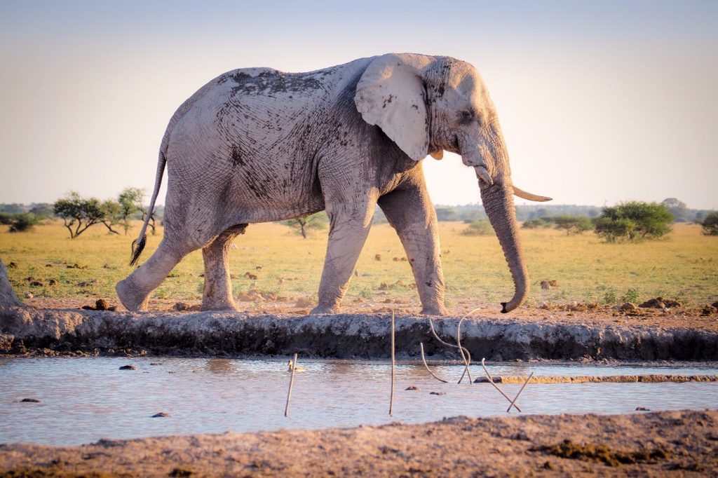 African bush elephant using mud for protection