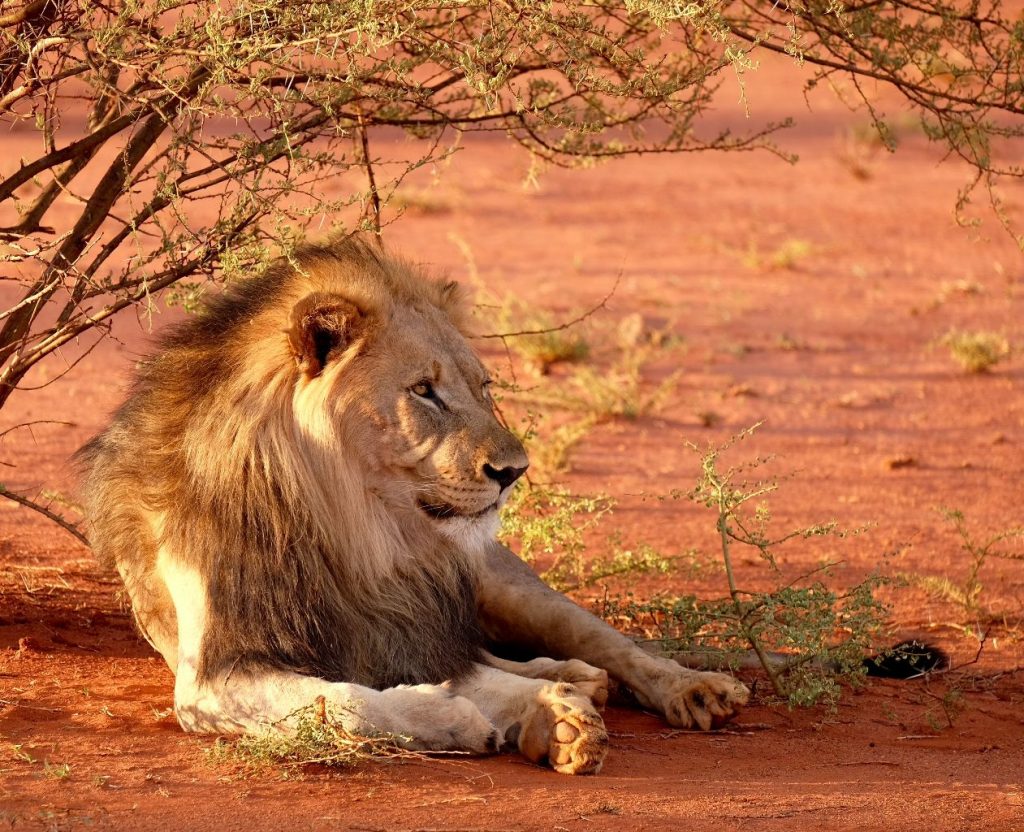 Male lion relaxing in the shade