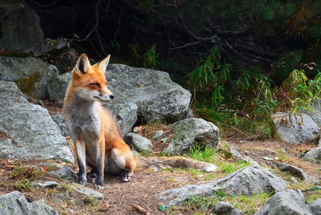 An adult fox sitting down