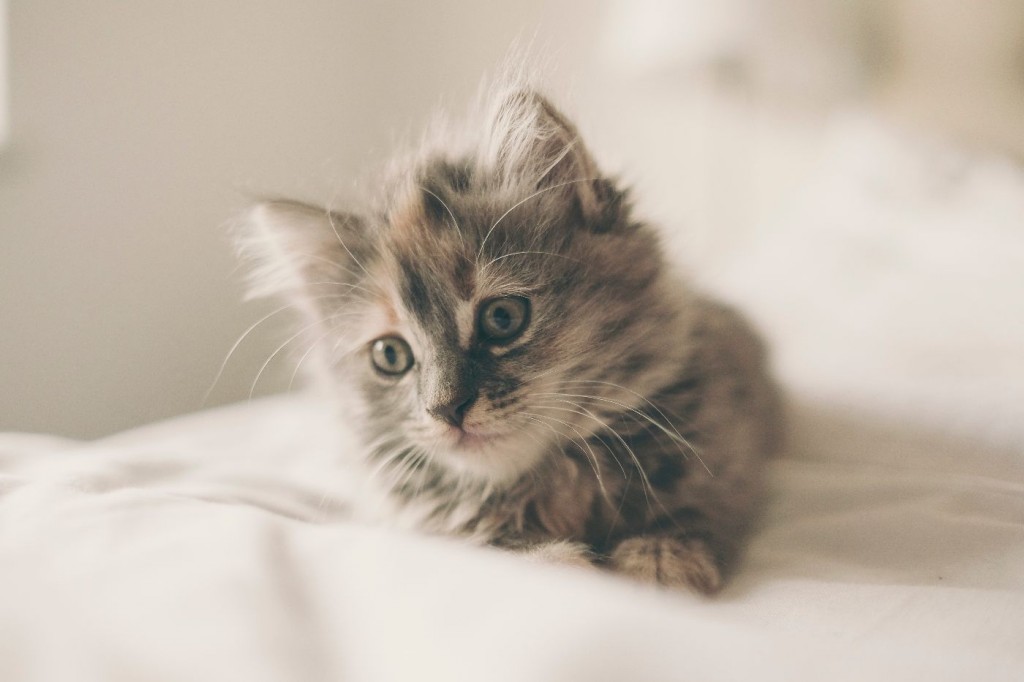 kitten sitting on a bed