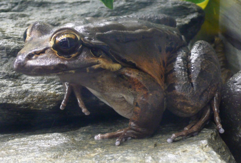 Giant Ditch Frog species
