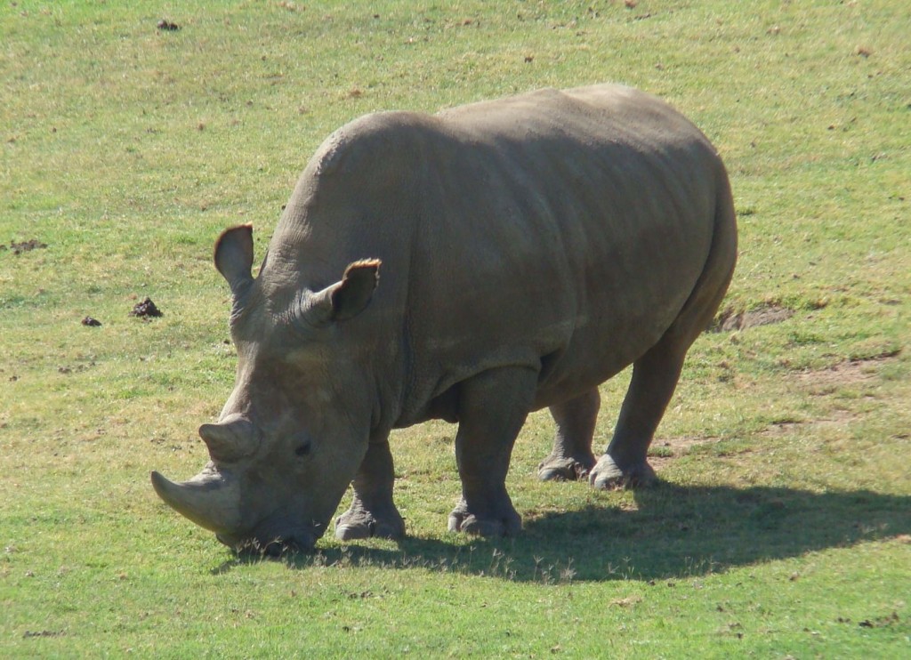 The endangered Angalifu, male Northern White Rhinoceros at San Diego Wild Animal Park