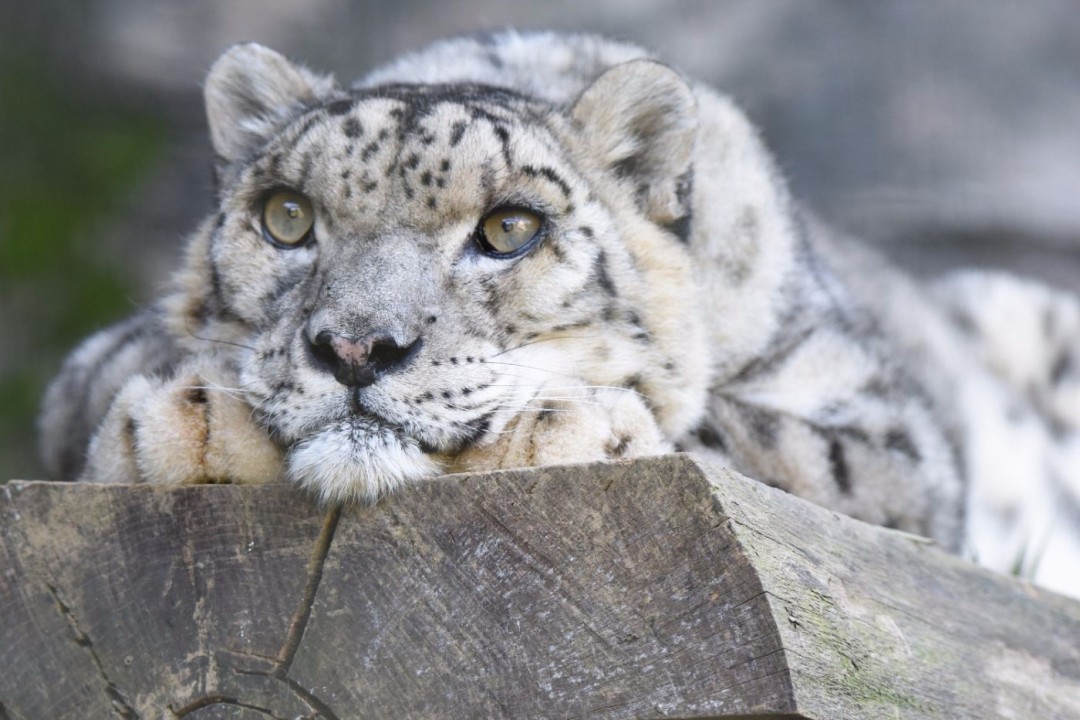 Oldest snow leopard enjoying a lie down