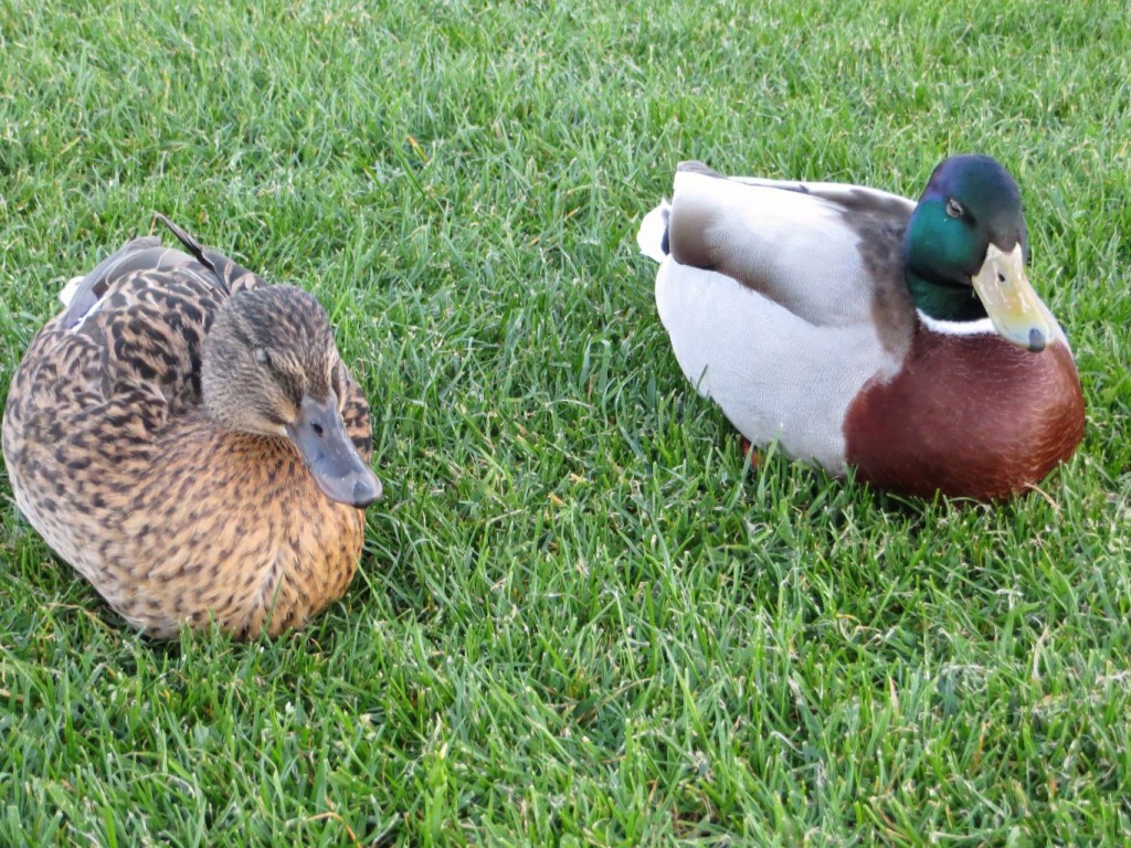 A male and female mallard duck sitting