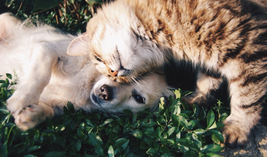 dog and cat caring for each other