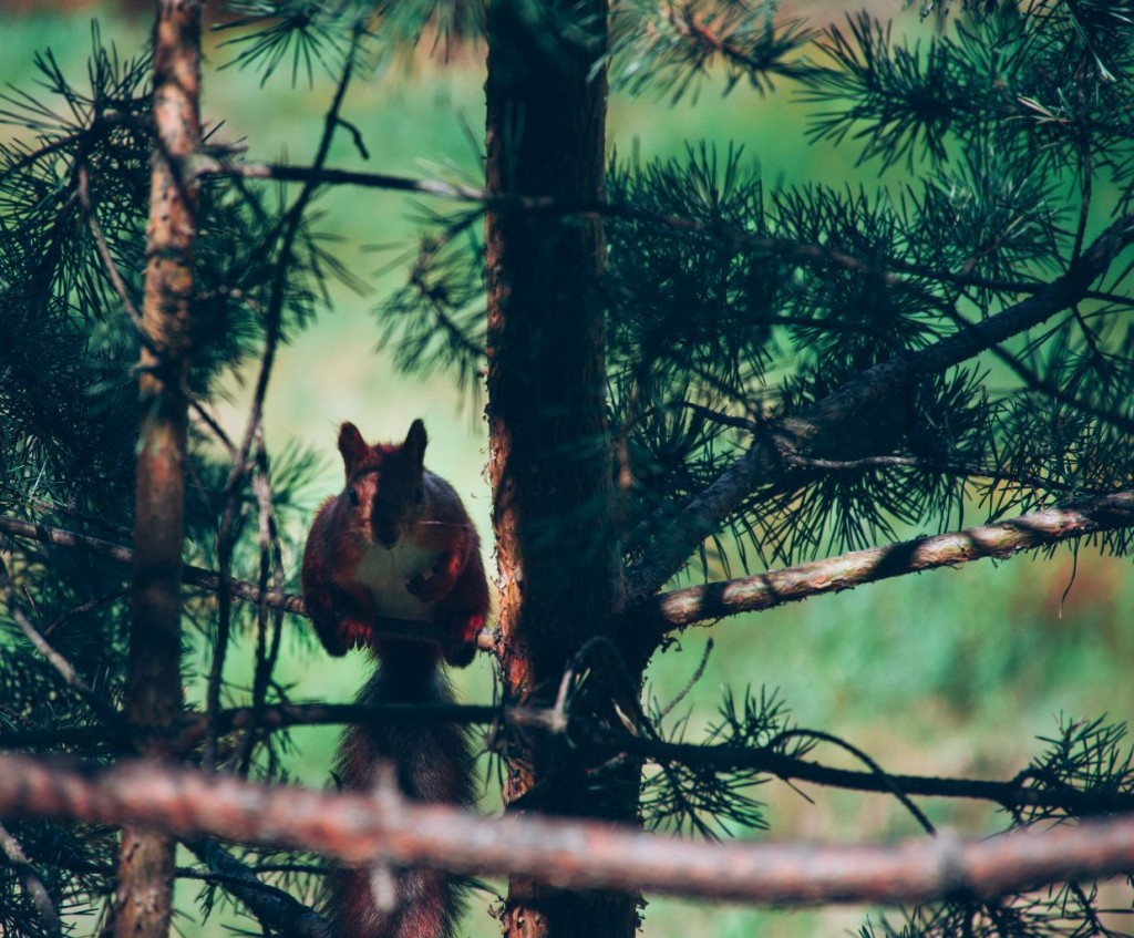 Red squirrel in the shade