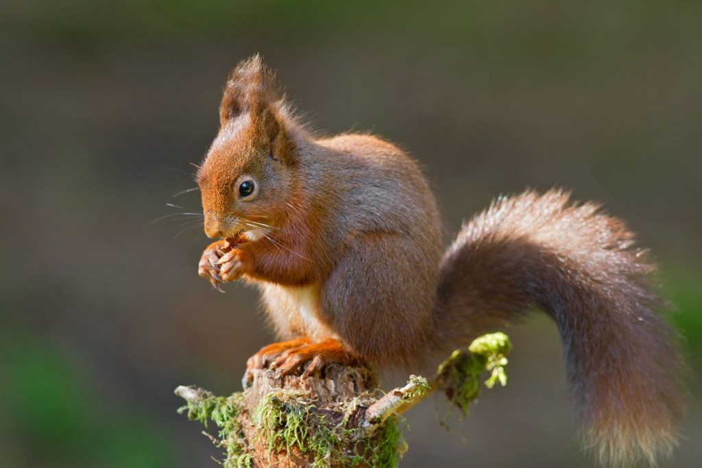 Red squirrel in woodland