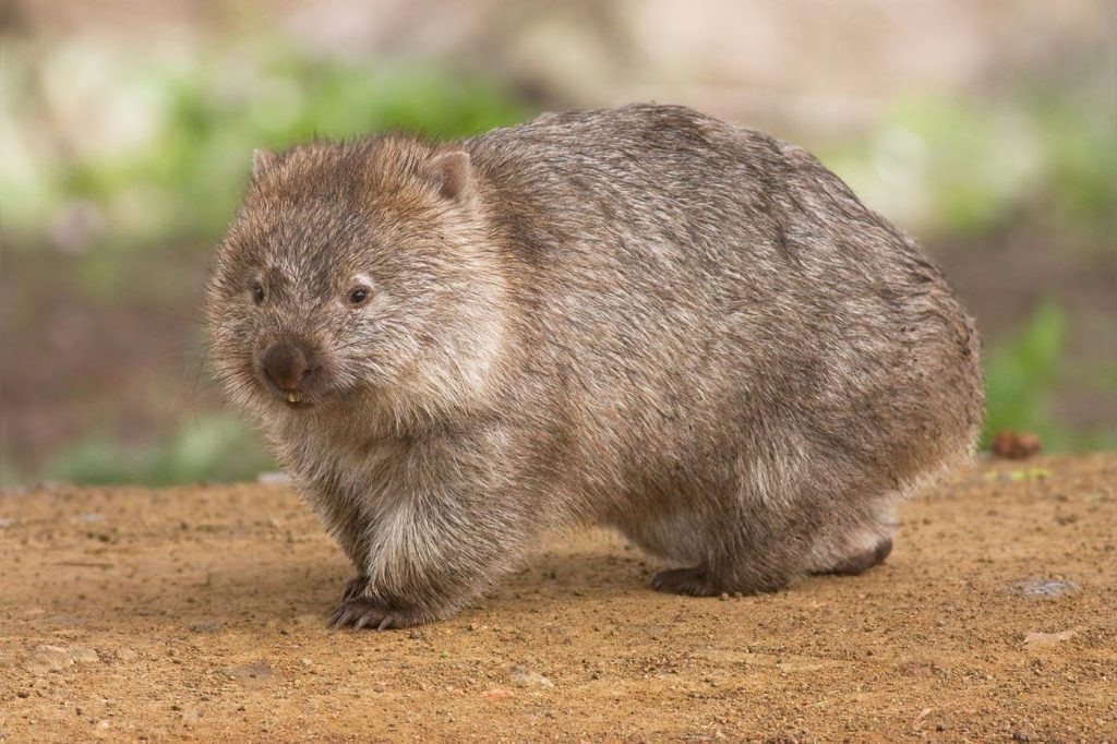 The bare-nosed wombat