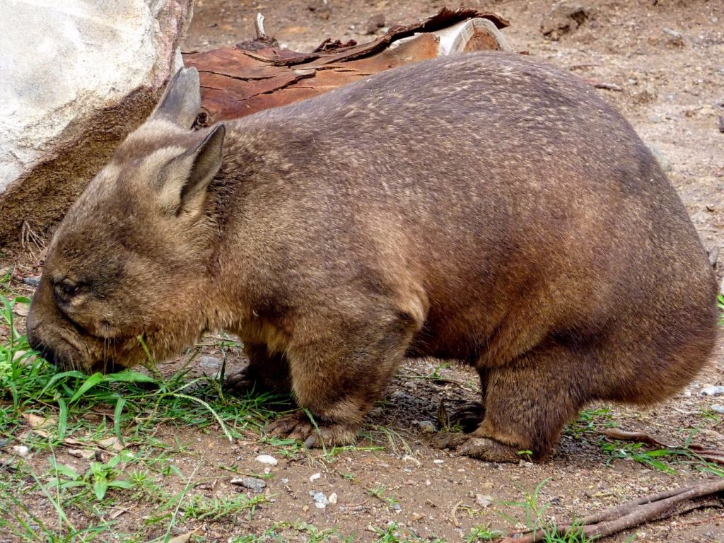 Southern hairy-nosed wombat
