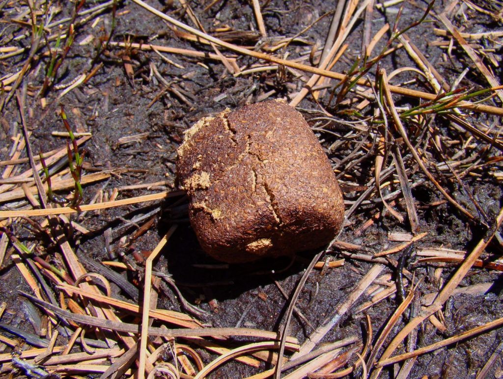 bare-nosed wombat poop