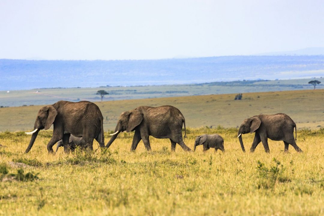 African bush elephant herd